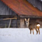 Un chevreuil revient devant la même ferme chaque hiver depuis huit ans et personne ne lʼexplique