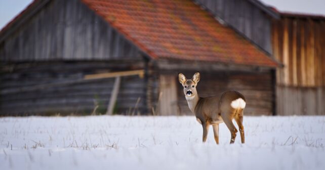 Un chevreuil revient devant la même ferme chaque hiver depuis huit ans et personne ne lʼexplique