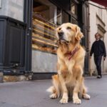 Un chien attend chaque matin devant la même boulangerie : les habitants ont fini par comprendre