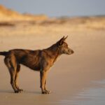 Un chien perdu depuis trois semaines reconnaît le bruit dʼun moteur au bout de la plage