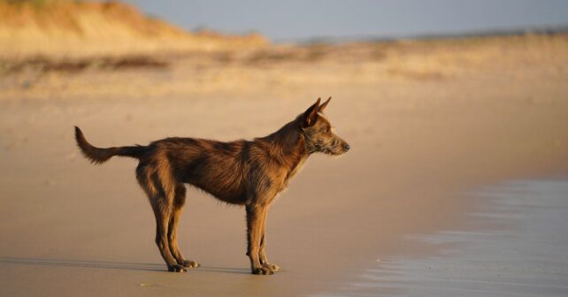 Un chien perdu depuis trois semaines reconnaît le bruit dʼun moteur au bout de la plage