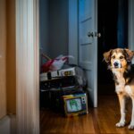 Un chien refuse dʼentrer dans une pièce de la maison : ce que la famille finit par trouver derrière la porte