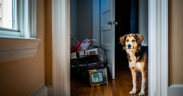 Un chien refuse dʼentrer dans une pièce de la maison : ce que la famille finit par trouver derrière la porte