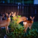 Un couple installe une caméra dans son jardin la nuit : les visiteurs quʼil découvre le stupéfient