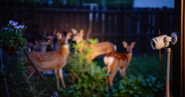 Un couple installe une caméra dans son jardin la nuit : les visiteurs quʼil découvre le stupéfient