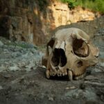 Un crâne de lion des cavernes vieux de 30 000 ans découvert par hasard dans une carrière