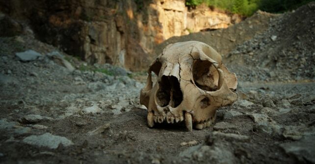 Un crâne de lion des cavernes vieux de 30 000 ans découvert par hasard dans une carrière