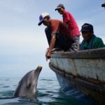 Un dauphin ramène chaque jour la même chose aux pêcheurs et personne ne sait pourquoi