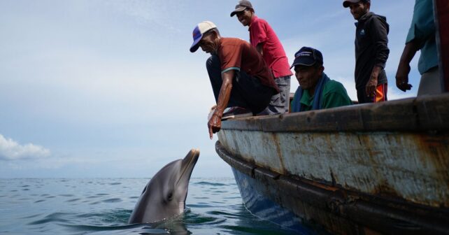 Un dauphin ramène chaque jour la même chose aux pêcheurs et personne ne sait pourquoi