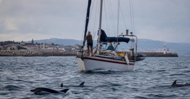 Un groupe de dauphins escorte un voilier en détresse jusquʼà lʼentrée du port