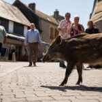 Un jeune sanglier sʼinstalle dans un village et les habitants refusent désormais quʼon lʼéloigne