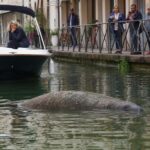 Un lamantin remonte un canal jusquʼau centre-ville et bloque toute la navigation