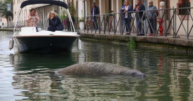 Un lamantin remonte un canal jusquʼau centre-ville et bloque toute la navigation