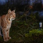 Un lynx est filmé chaque nuit devant la même caméra de chasse et son manège intrigue les spécialistes