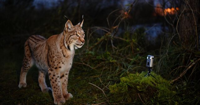 Un lynx est filmé chaque nuit devant la même caméra de chasse et son manège intrigue les spécialistes