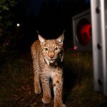 Un lynx est filmé chaque nuit devant la même caméra et son manège intrigue les spécialistes