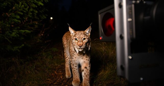 Un lynx est filmé chaque nuit devant la même caméra et son manège intrigue les spécialistes