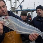 Un marin remonte un poisson à la peau translucide que personne dans le port nʼidentifie