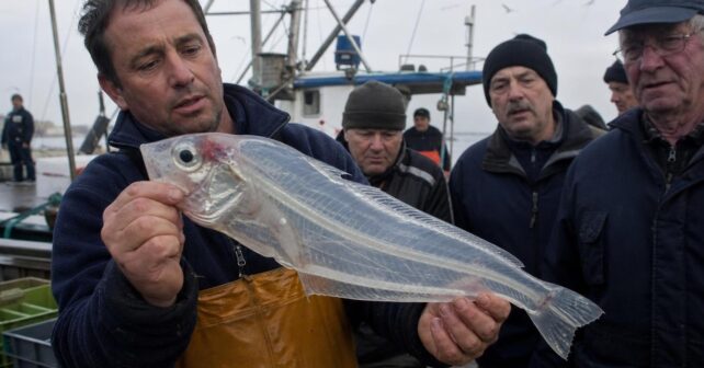Un marin remonte un poisson à la peau translucide que personne dans le port nʼidentifie