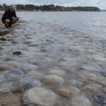 Un mur de méduses géantes ferme toutes les plages dʼune baie en quelques heures