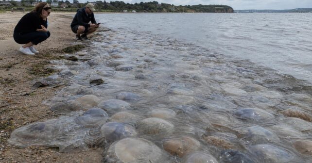 Un mur de méduses géantes ferme toutes les plages dʼune baie en quelques heures