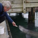 Un pêcheur nourrit un congre sous son ponton : dix ans plus tard lʼanimal le reconnaît encore