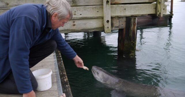 Un pêcheur nourrit un congre sous son ponton : dix ans plus tard lʼanimal le reconnaît encore