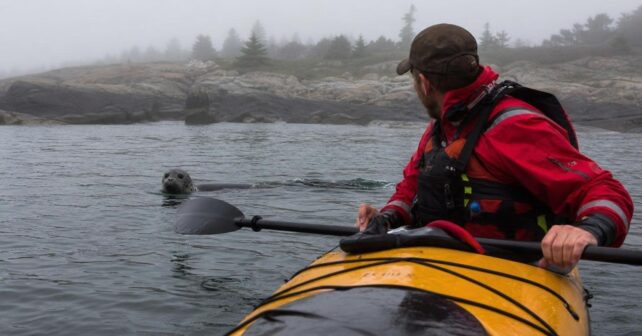 Un phoque guide un kayakiste perdu dans le brouillard jusquʼà la côte