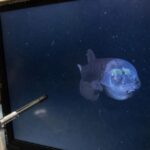 Un poisson à tête transparente filmé vivant pour la première fois à 800 mètres de fond