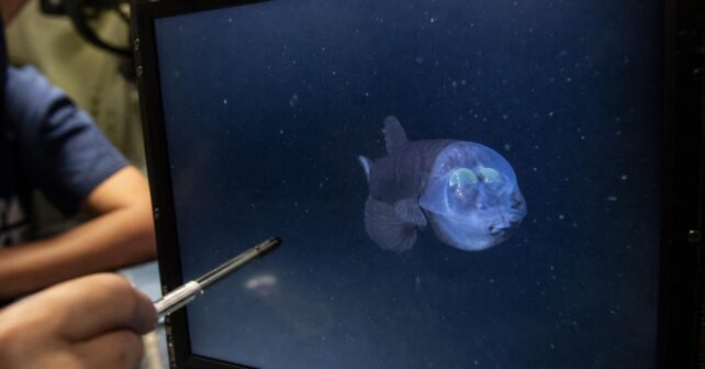 Un poisson à tête transparente filmé vivant pour la première fois à 800 mètres de fond