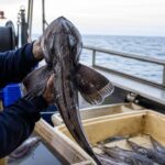 Un poisson des abysses jamais observé vivant remonte à la surface près dʼun chalutier