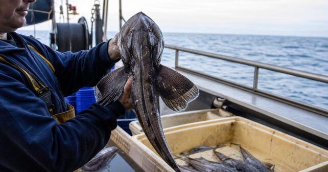 Un poisson des abysses jamais observé vivant remonte à la surface près dʼun chalutier