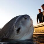 Un poisson-lune de deux tonnes surgit à côté dʼun bateau et laisse lʼéquipage sans réaction