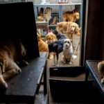 Un refuge débordé lance un appel : 130 animaux à placer avant lʼautomne