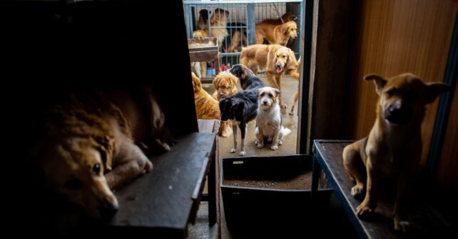 Un refuge débordé lance un appel : 130 animaux à placer avant lʼautomne