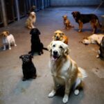 Un refuge doit fermer et cherche une famille pour 120 chiens avant la fin du mois