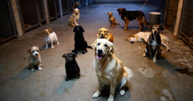 Un refuge doit fermer et cherche une famille pour 120 chiens avant la fin du mois