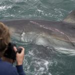 Un requin blanc de six mètres photographié avec une cicatrice qui intrigue les scientifiques