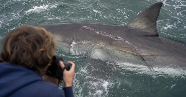 Un requin blanc de six mètres photographié avec une cicatrice qui intrigue les scientifiques