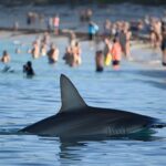 Un requin-marteau de quatre mètres longe une plage bondée et vide lʼeau en quelques secondes