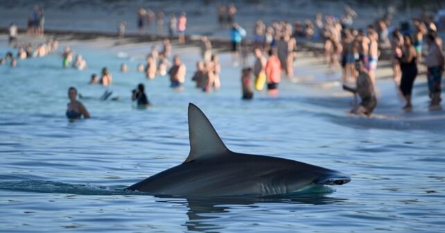 Un requin-marteau de quatre mètres longe une plage bondée et vide lʼeau en quelques secondes