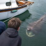 Un requin-pèlerin entre dans un port de plaisance et tourne entre les bateaux pendant des heures