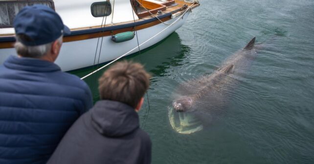 Un requin-pèlerin entre dans un port de plaisance et tourne entre les bateaux pendant des heures