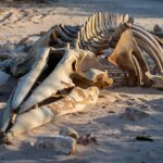 Un squelette de baleine préhistorique mis au jour en plein désert intrigue les paléontologues