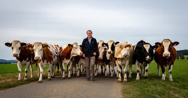 Un troupeau de vaches encercle un promeneur : ce quʼelles protégeaient laisse tout le monde sans voix