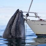 Une baleine bloque la route dʼun voilier pendant des heures et le capitaine finit par comprendre