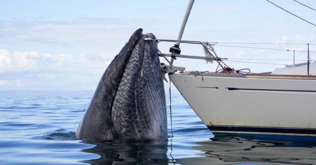 Une baleine bloque la route dʼun voilier pendant des heures et le capitaine finit par comprendre