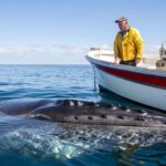 Une baleine reste immobile sous un bateau pendant des heures : ce que fait le capitaine change tout