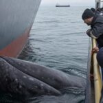 Une baleine sʼendort contre la coque dʼun cargo et lʼéquipage attend des heures sans bouger