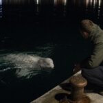 Une caméra de surveillance filme ce qui sort de lʼeau chaque soir sur le même quai